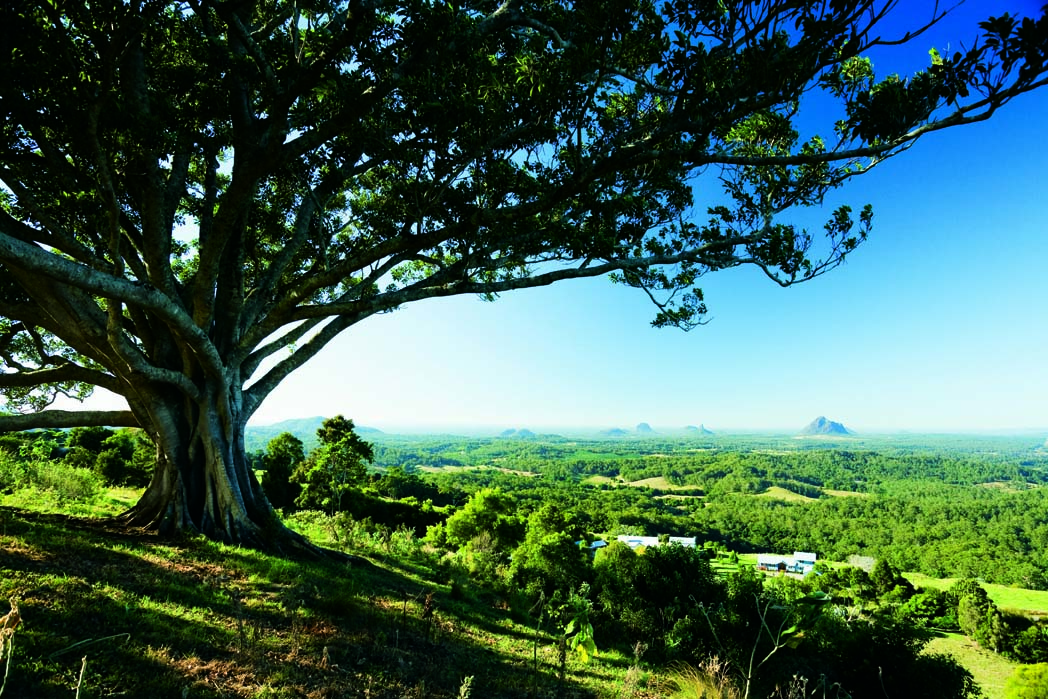 Discover beautiful sub-tropical rainforest and Mary Cairncross Reserve.