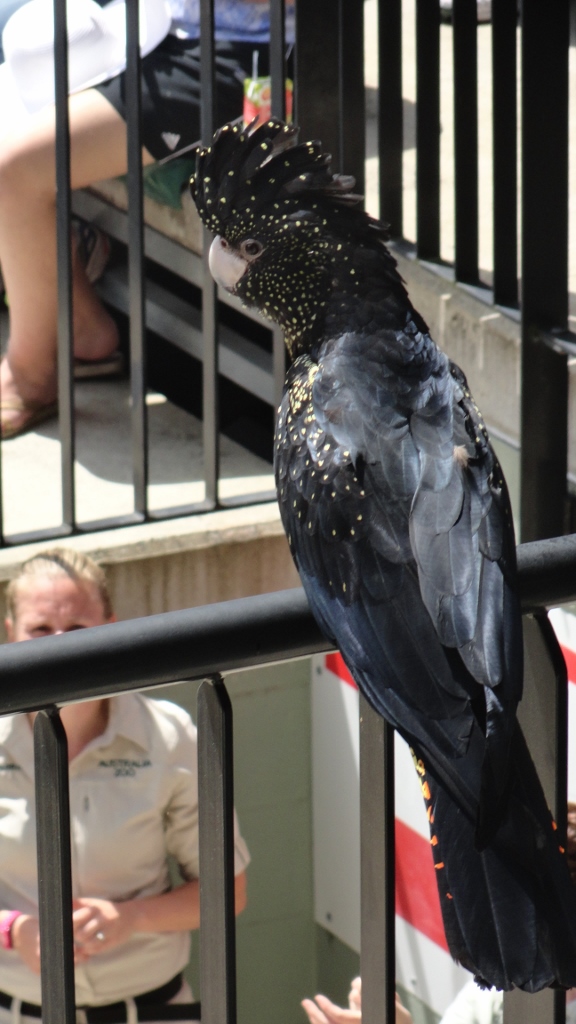 Not all the performers stuck to the script during the bird show. This gorgeous parrot wanted to stay and watch.