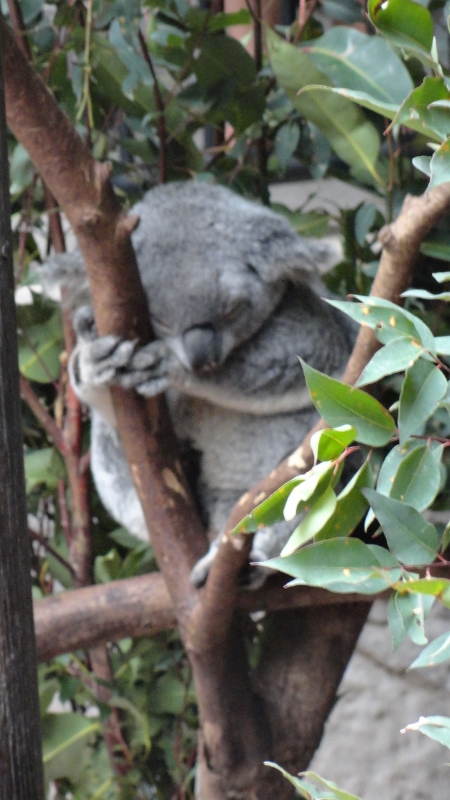 Just lazing and hanging around at Australia Zoo.