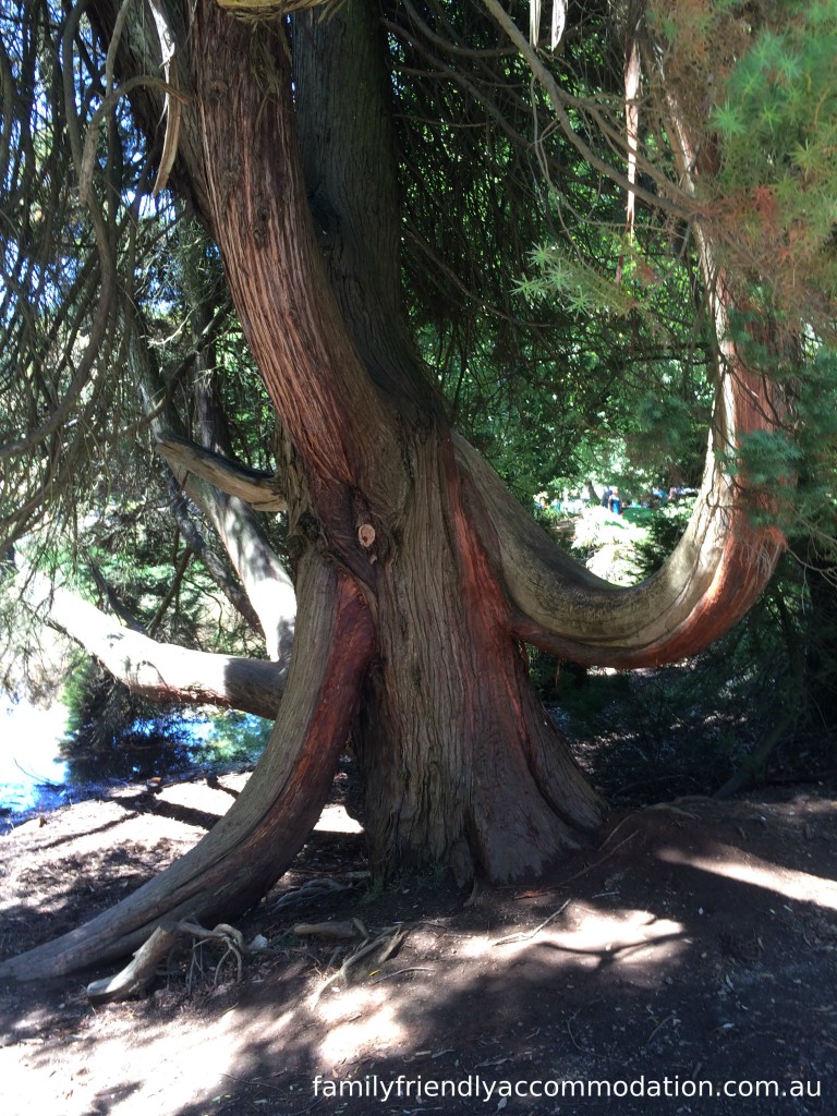 A 'live' tree at Emerald Lake Park