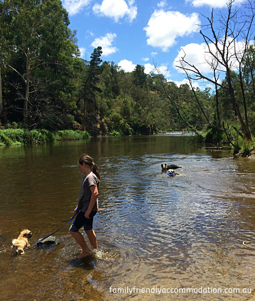 This section of the Yarra River has some lovely places to dip your toes - and cool off the dogs.