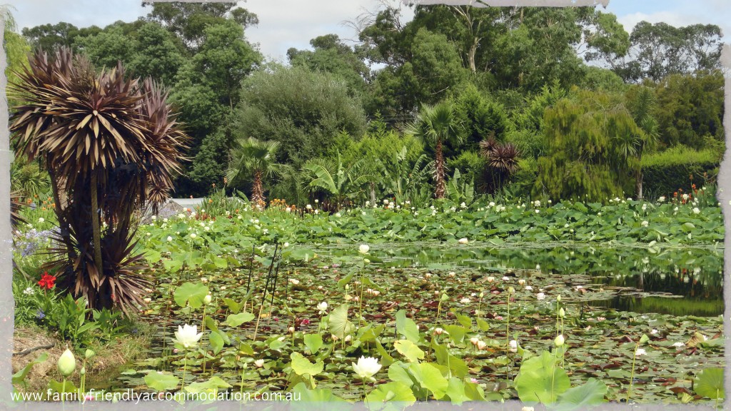 There are not many places you can take the family to see ponds and dams full of lotuses and water lillies. But you can at Blue Lotus Water Gardens.