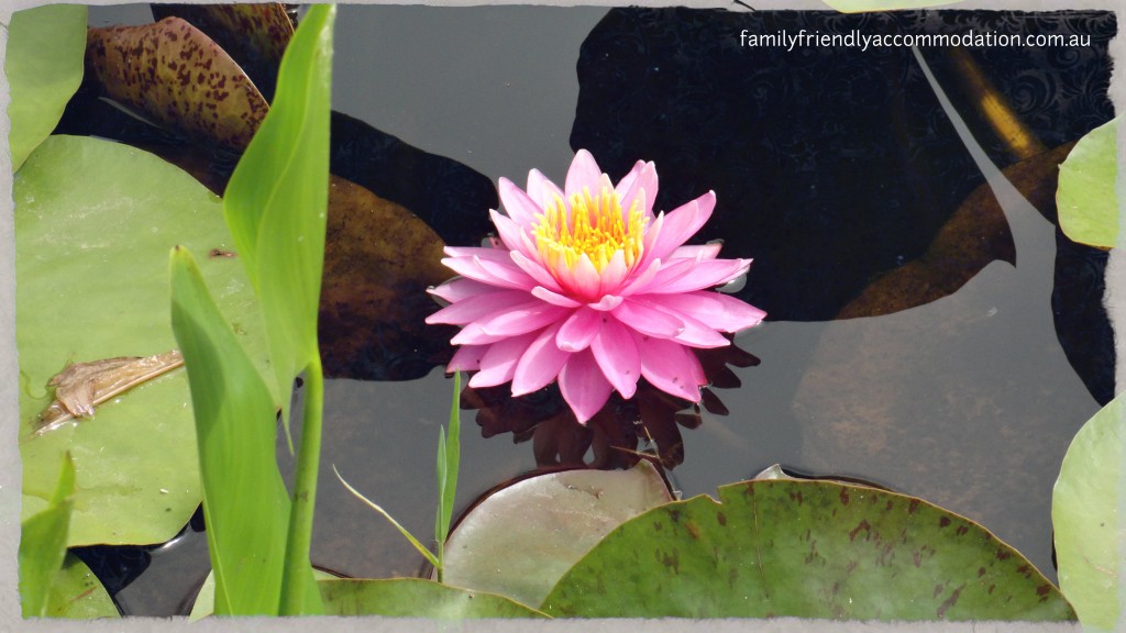 In bloom at Blue Water Lotus Gardens