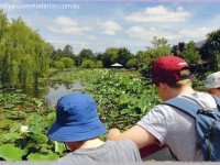 Blue Lotus Water Garden – a spot of Asia in the Yarra Valley