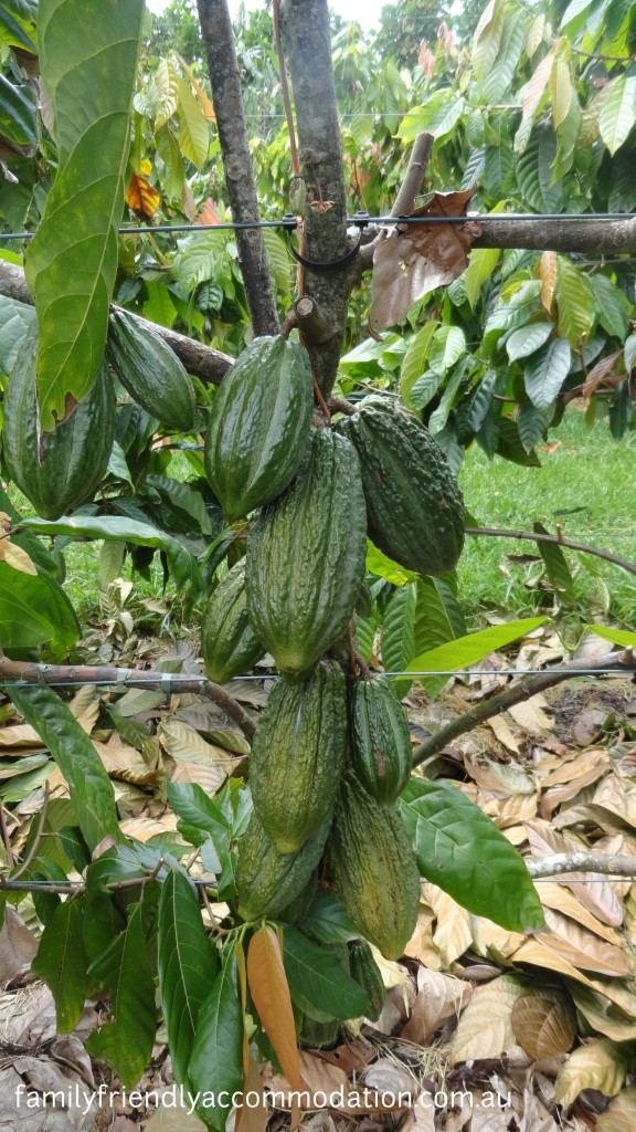 This is where it starts - cocoa pods on a tree at Charley's Chocolates, Mission Beach.