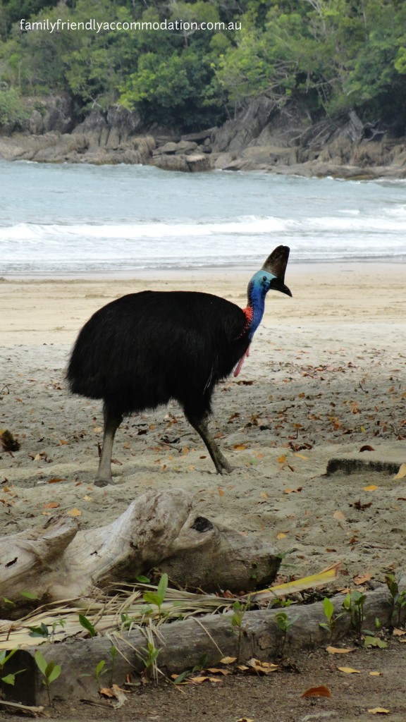 The cassowary at Etty Bay, north of Mission Beach. A stunning beach well worth a visit.
