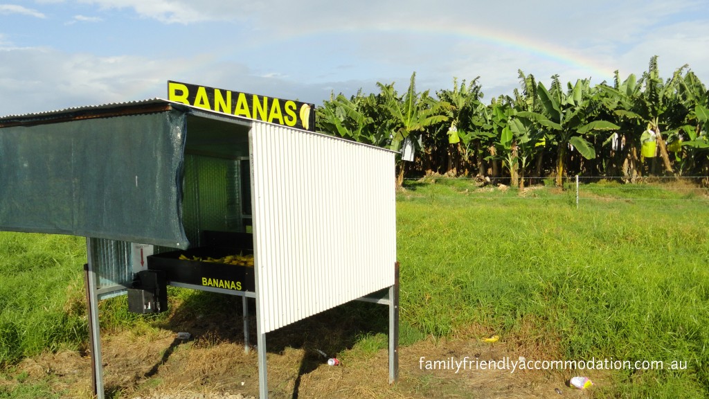 Fresh bananas - just one of the many roadside stalls we passed and stopped at around Mission Beach.